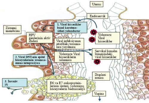 Papilloma virus infeksiyasının biologiyası